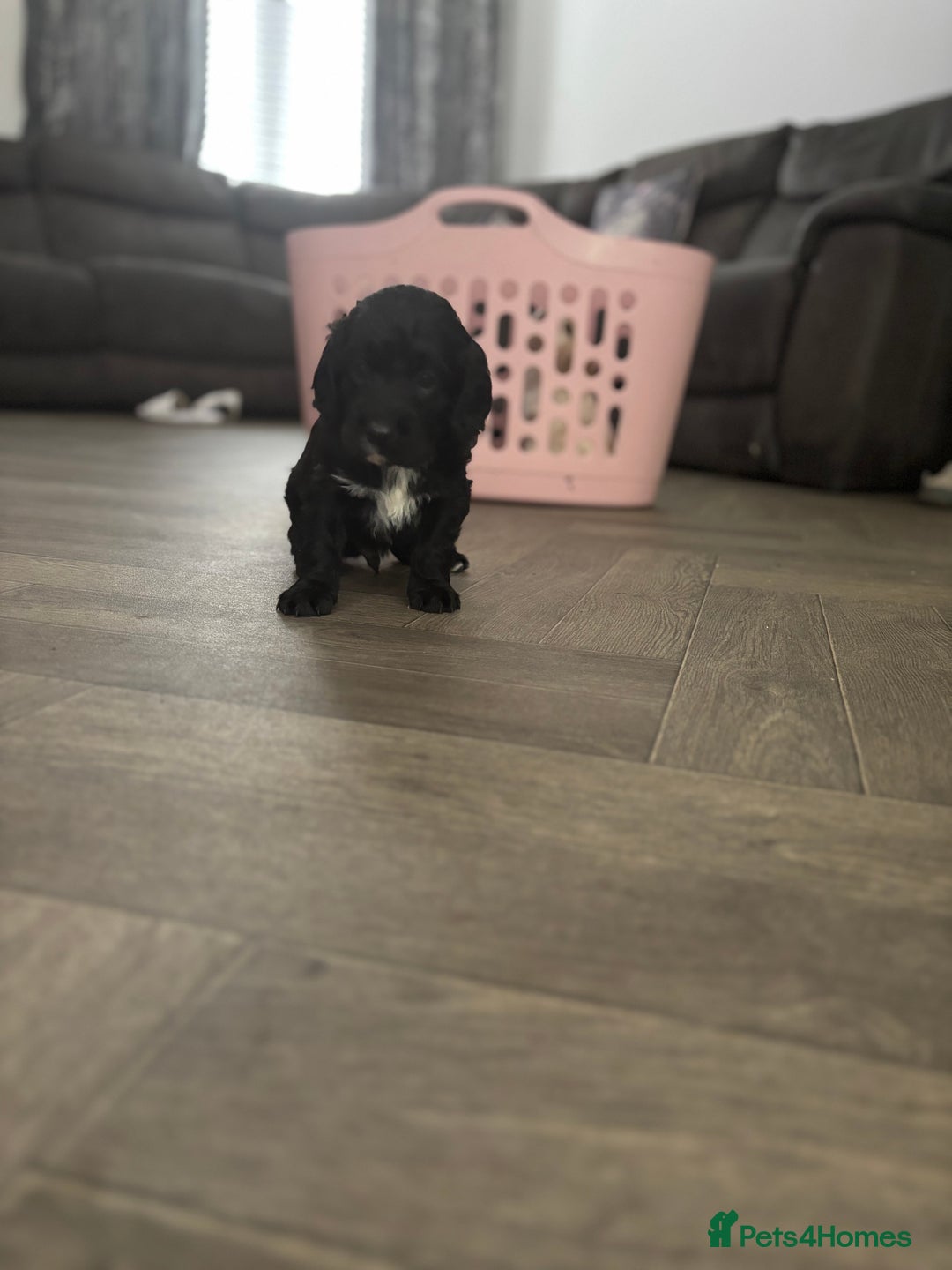 Cockapoo dogs for sale: Cockapoo F1B puppies in Inverness - Image 14