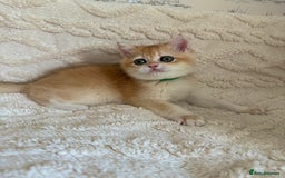 British Shorthair cats for sale: 🔥Exceptional GCCF pedigree golden BSH - Image 4