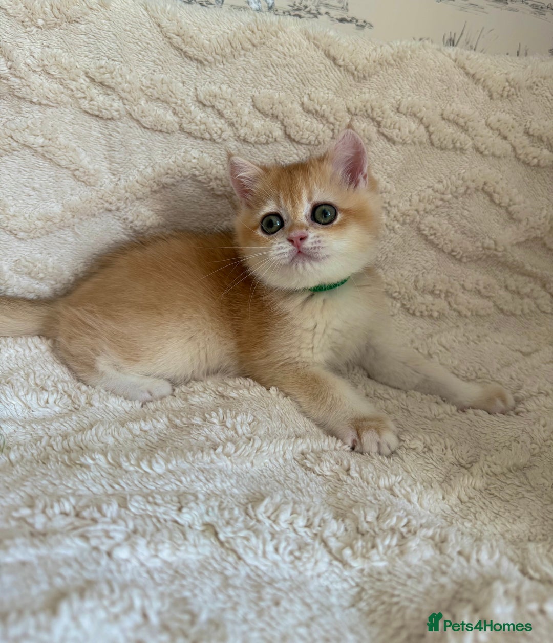 British Shorthair cats for sale: 🔥Exceptional GCCF pedigree golden BSH - Image 4