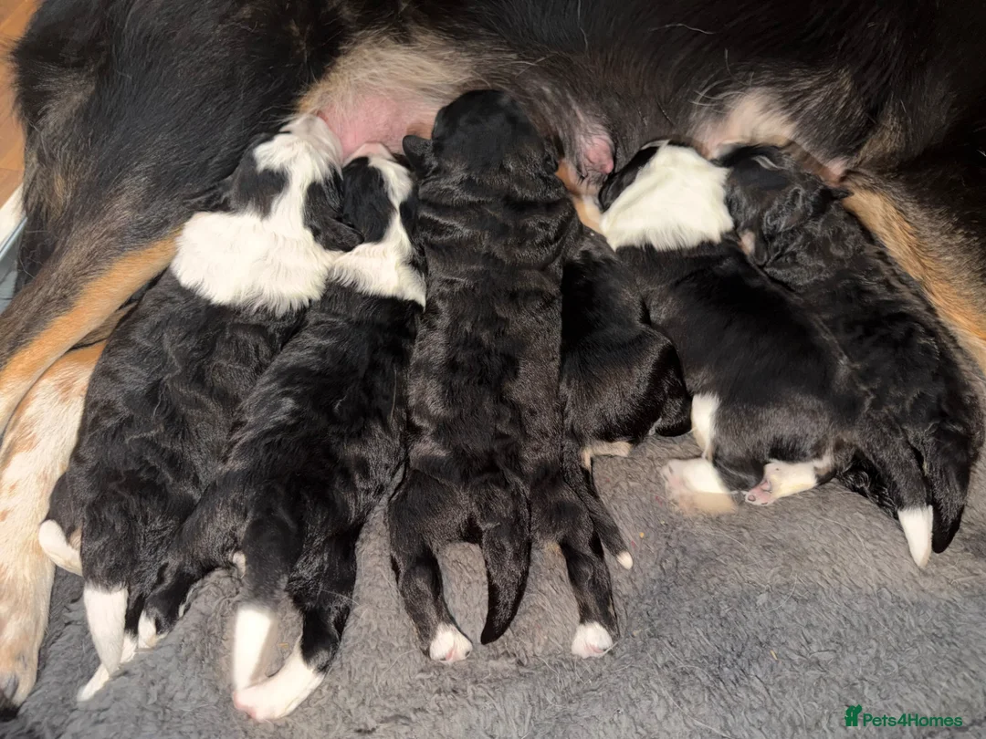 Bordoodle dogs for sale: Gorgeous F1 mini colliepoo/borderdoodle puppy’s  - Advert 2