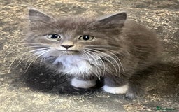 Mixed Breed cats for sale: Stunning fluffy kittens - Image 2