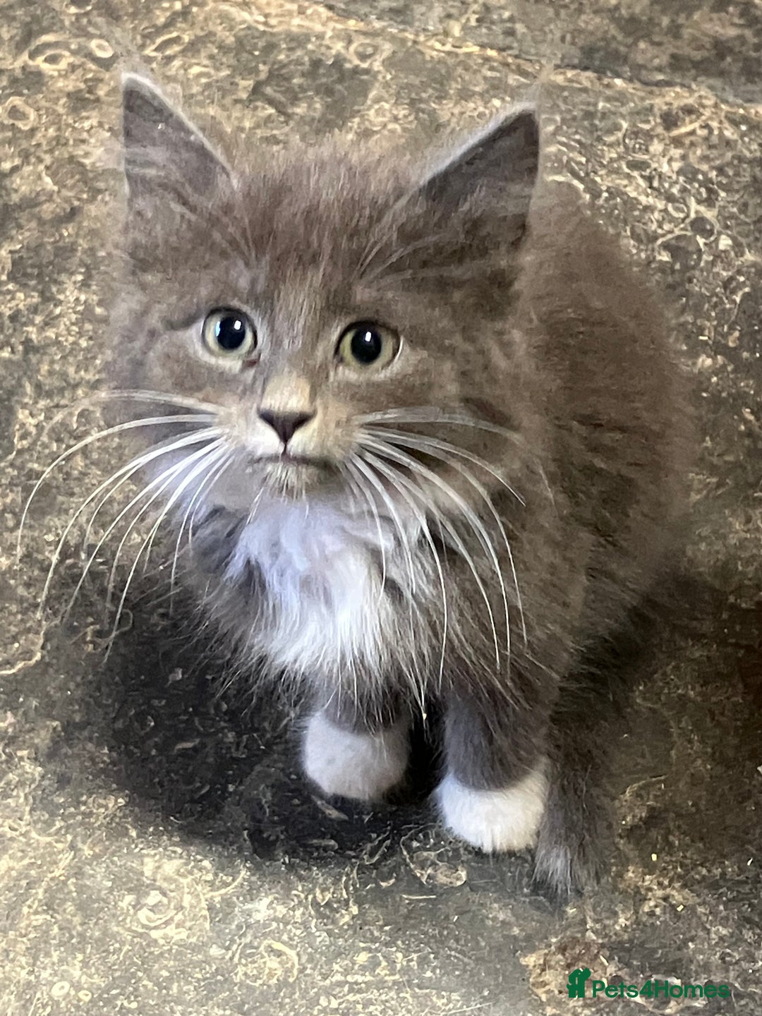 Mixed Breed cats for sale: Stunning fluffy kittens - Image 2