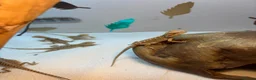 Bearded Dragon reptiles for sale: Baby Bearded dragons £50 each - Advert 9