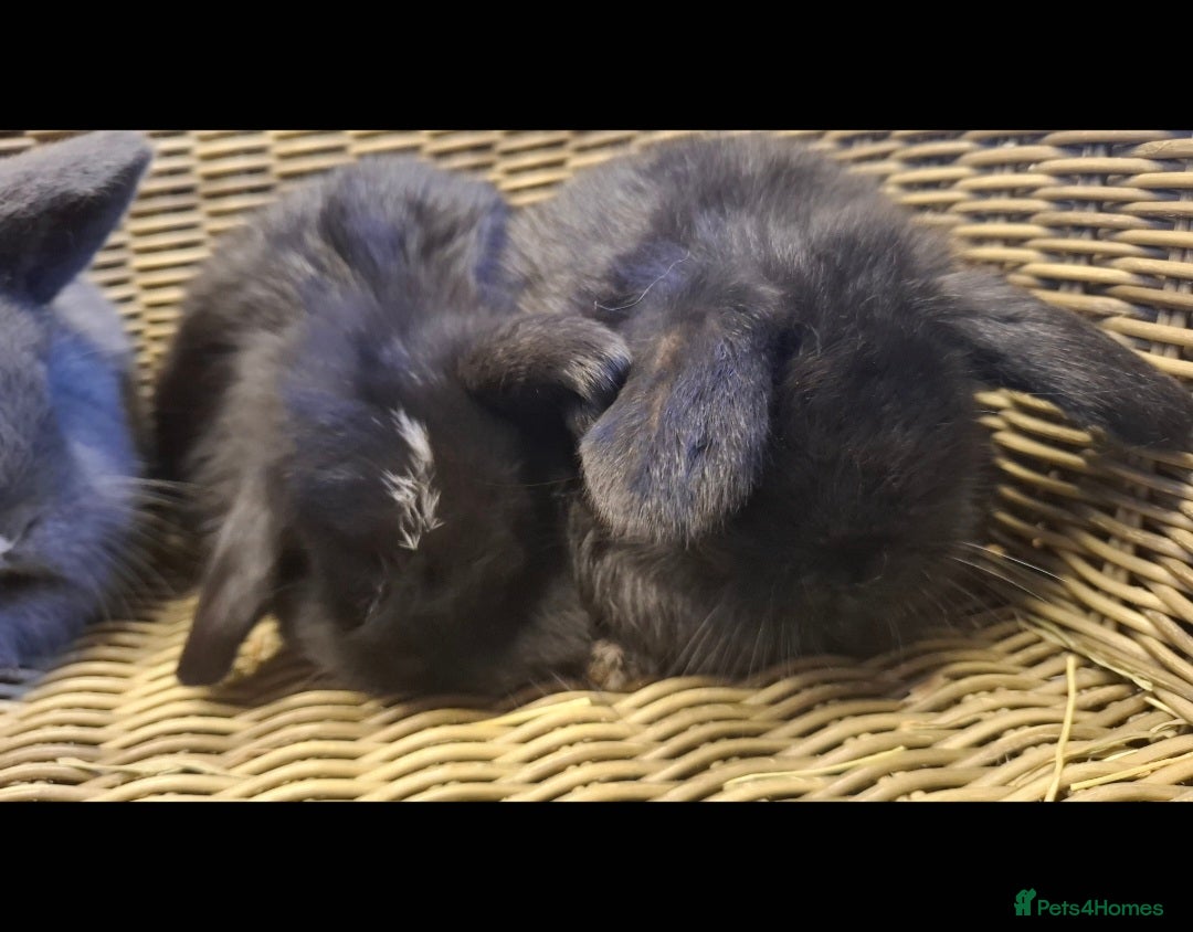 Mini Lop rabbits for sale: Bundle of fluffs ready to be reserved  - Advert 8