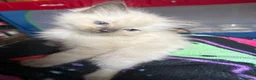 Ragdoll cats for sale: Stunning fluffy pure ragdoll kittens ready 13/10 - Advert 3
