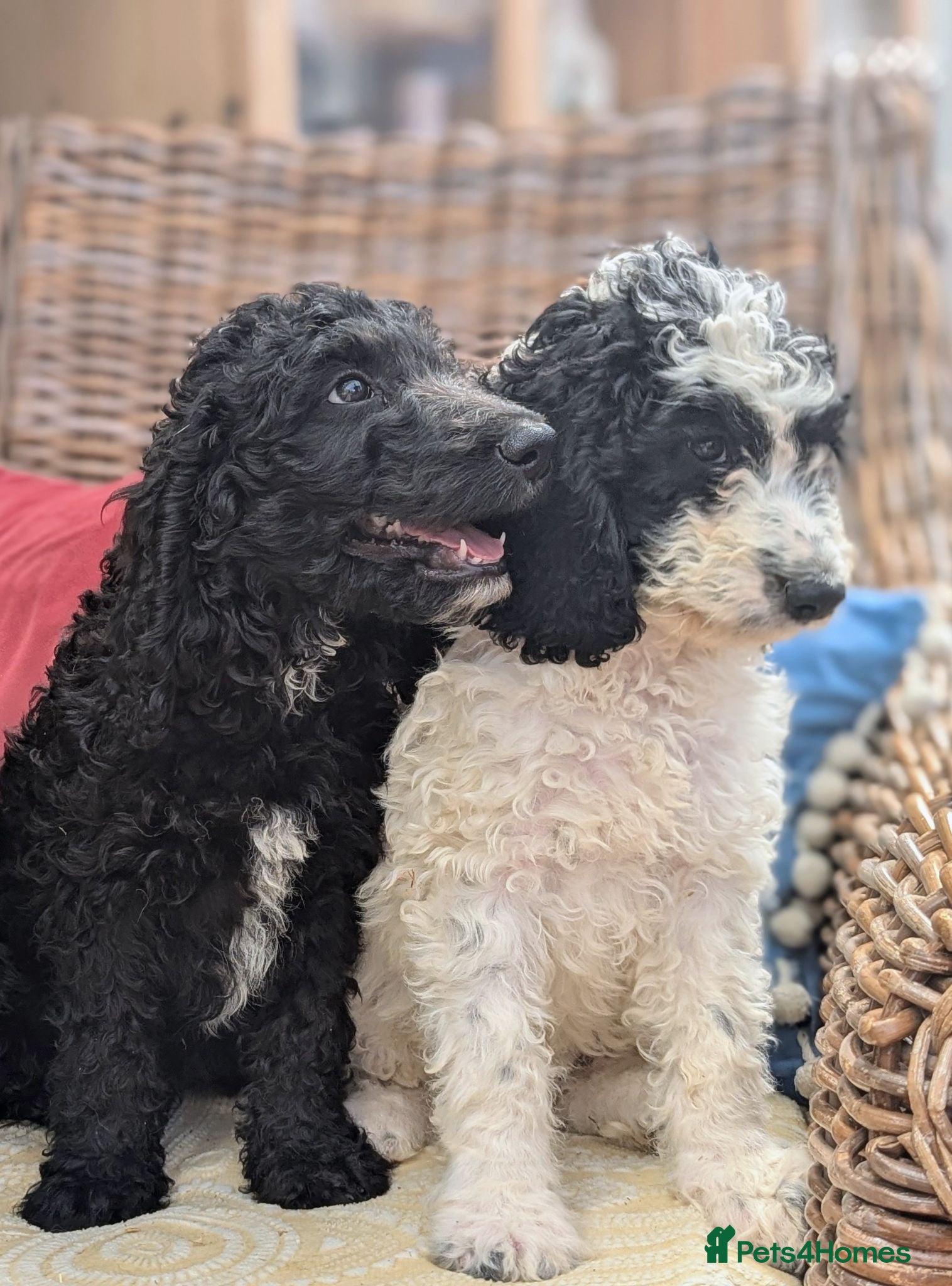 Cockapoo dogs F1 Standard Cockapoo Puppies  - Advert 2