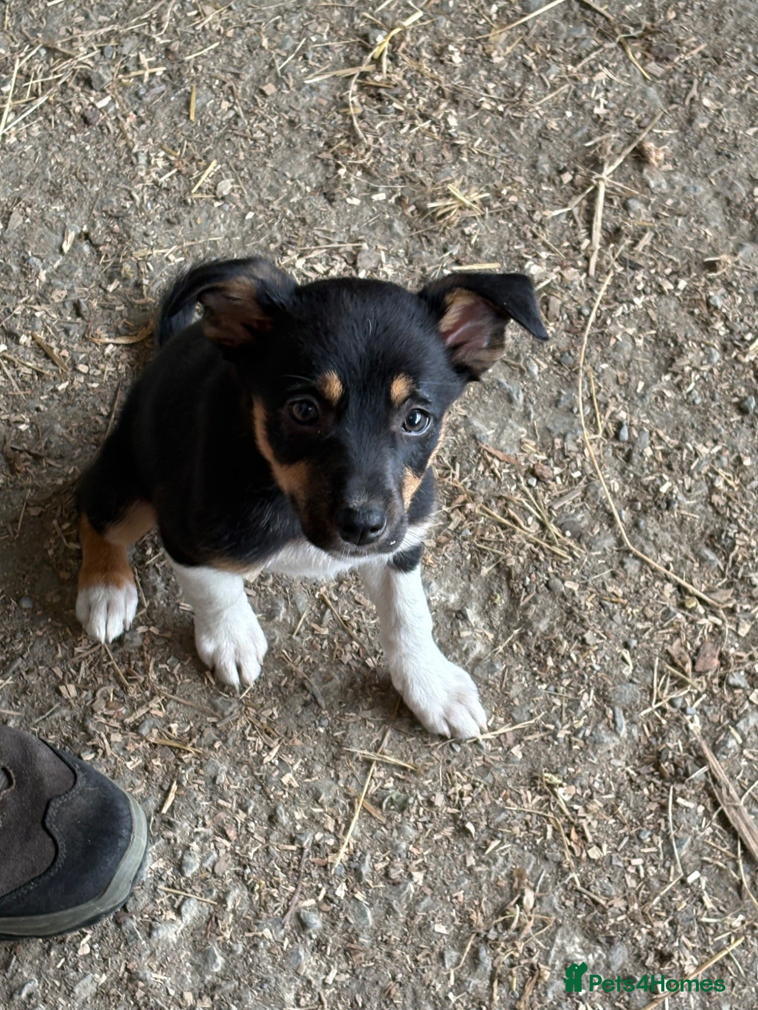 Mixed Breed dogs Lovely Border Collie x Australian Kelpie Pups   - Advert 1