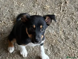 Mixed Breed dogs Lovely Border Collie x Australian Kelpie Pups - Advert 1