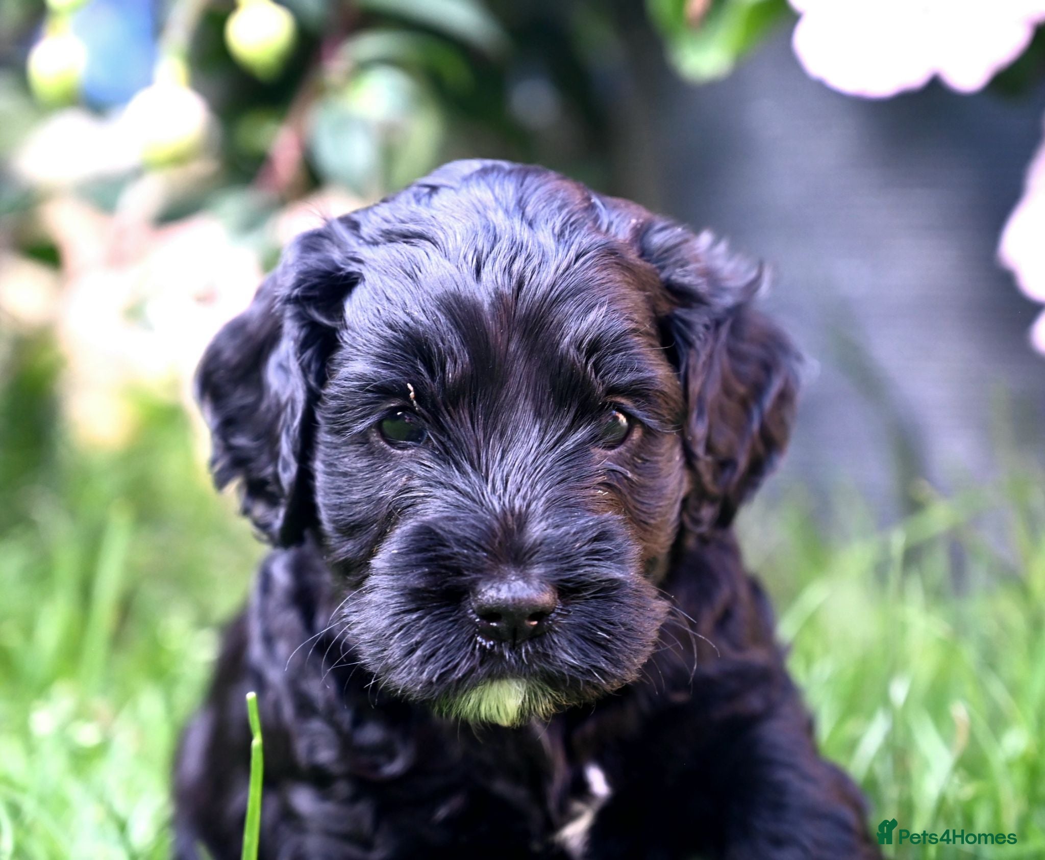 Cockapoo dogs 🐾F2 Cockapoos Puppies Wiltshire💗💗💗💙💙 - Advert 2