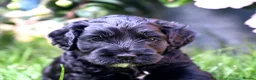 Cockapoo dogs for sale: 🌟 Vet-Checked F2 Cockapoo Girls – Ready 24 July🐾 - Advert 24