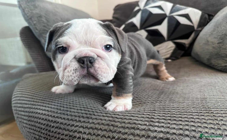 English Bulldog dogs English Bulldog puppies  - Advert 4