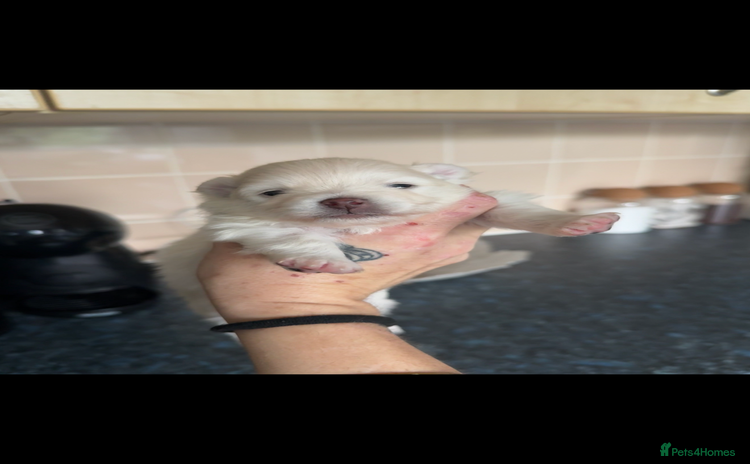 Pomeranian dogs - Advert 1