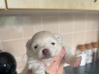 Pomeranian dogs - Advert 31