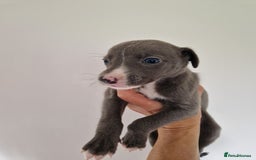 Whippet dogs for sale: Heart and Health checked KC Blue Whippets. - Image 6