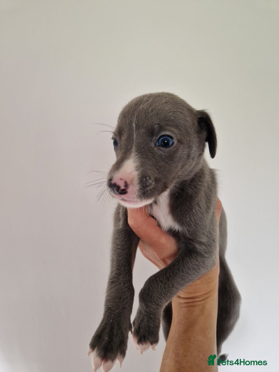 Whippet dogs for sale: Heart and Health checked KC Blue Whippets. - Image 6