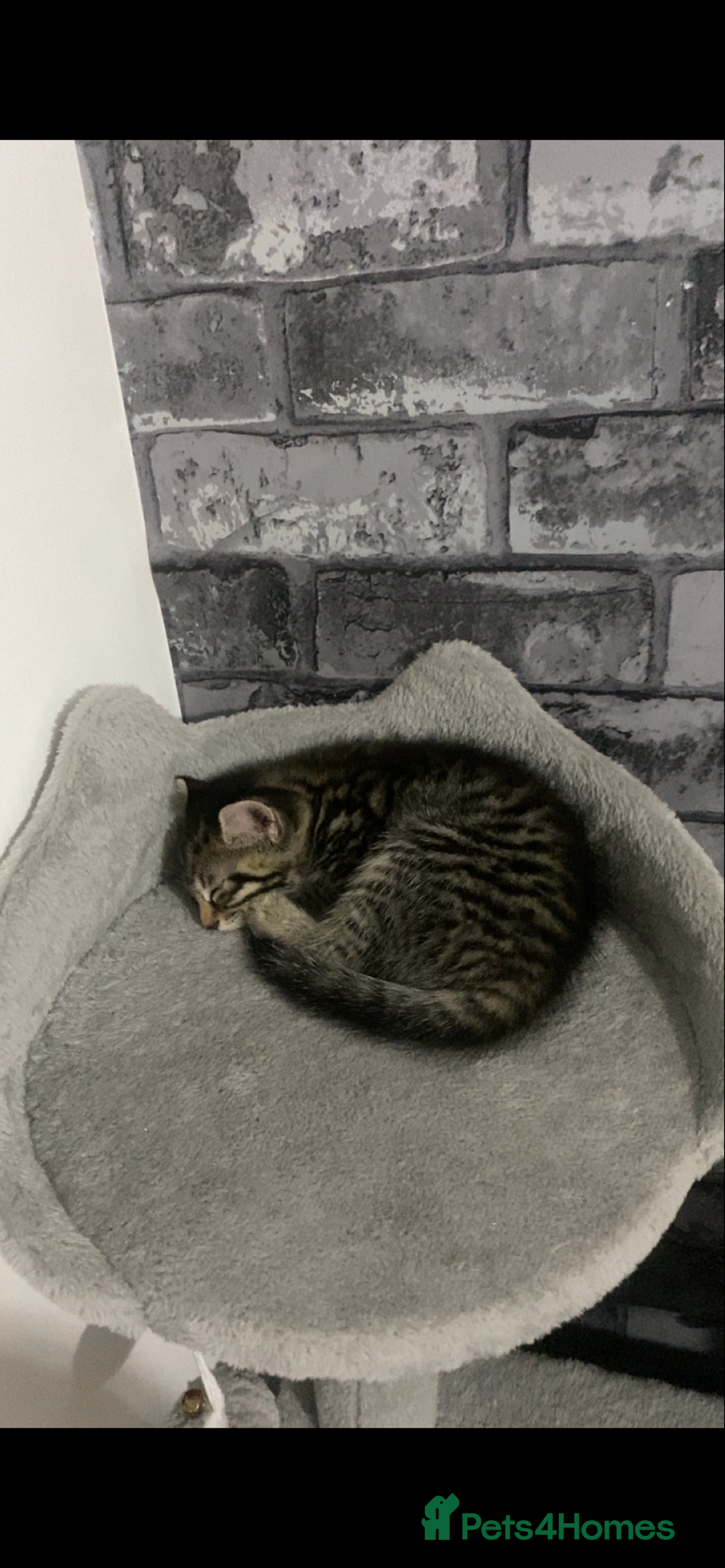 Mixed Breed cats for sale: Three beautiful kittens  - Image 8