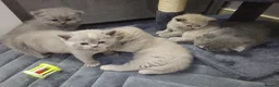 British Shorthair cats for sale: British short hair kittens  - Advert 9