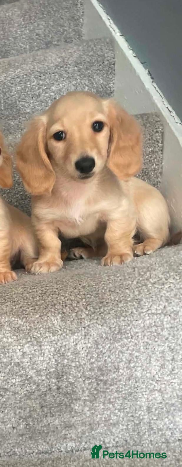 Miniature Dachshund dogs REDUCED READY NOW Longhair cream mini dachshund - Advert 2