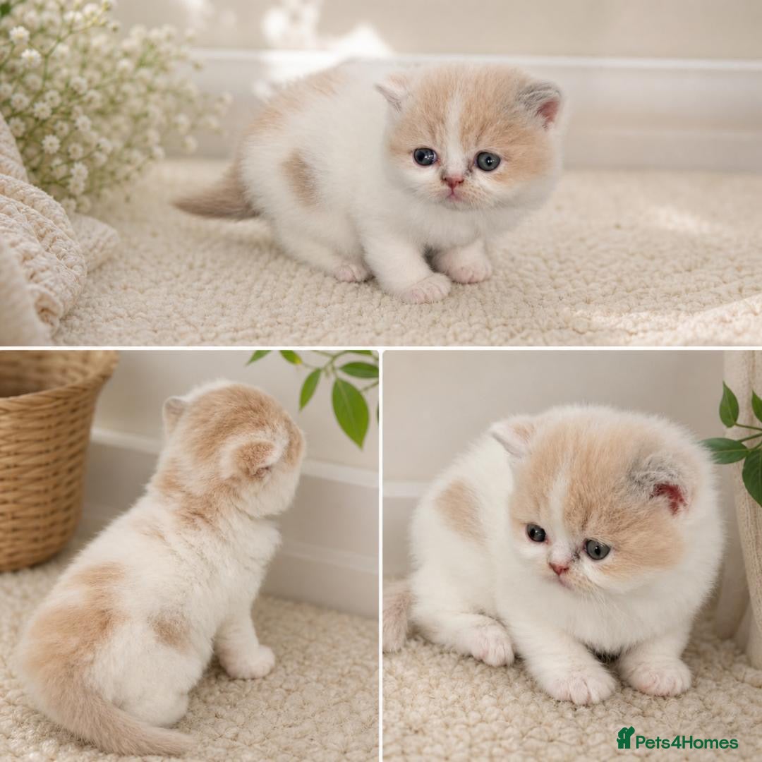 British Shorthair cats Tica SGC TICa best of Breed UK winner kitten  - Advert 1