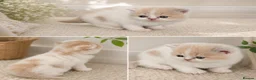 British Shorthair cats for sale: Ready end June !TICA SGC & CH daughter,stunning! - Advert 10