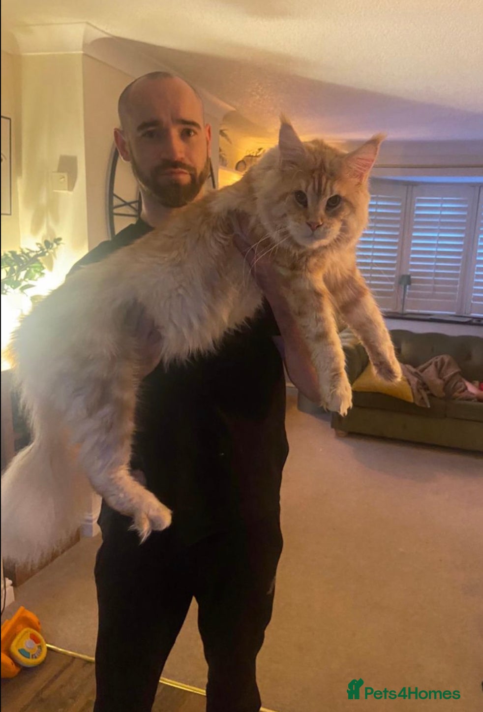 Maine Coon cats Cream TICA registered maine coon for stud  - Advert 4