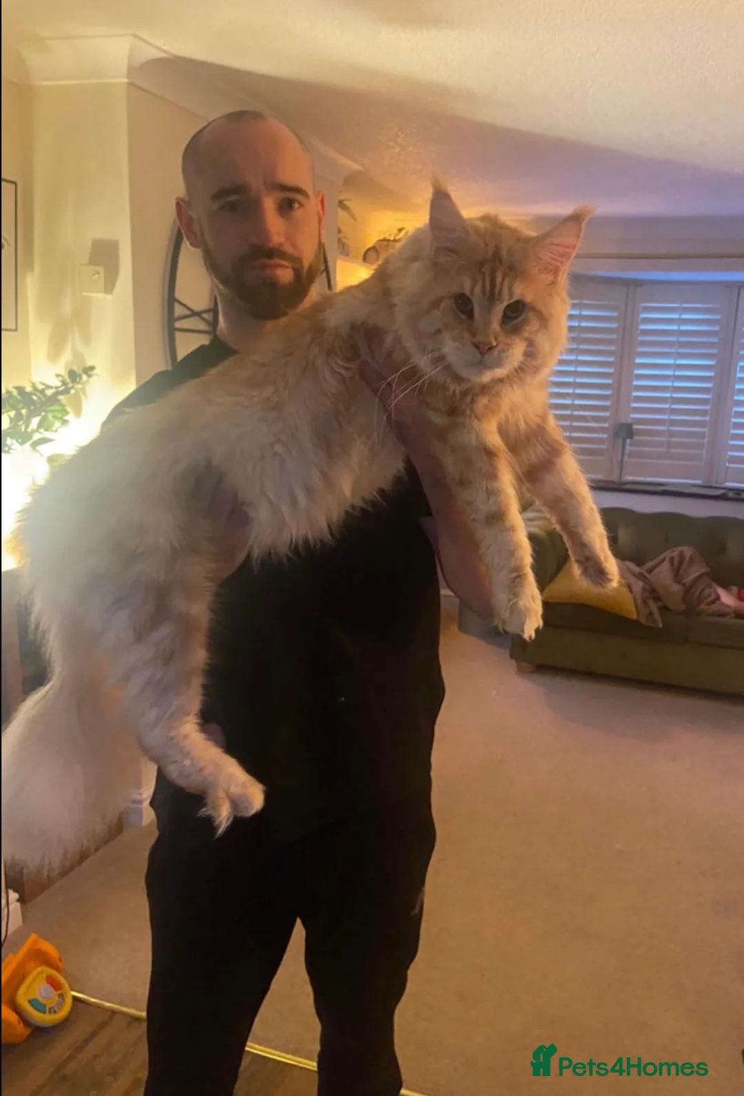 Maine Coon cats for stud: Cream TICA registered maine coon for stud  - Advert 2