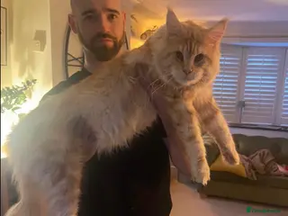 Maine Coon cats Cream TICA registered maine coon for stud - Advert 4