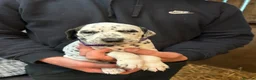 Dalmatian dogs for sale: Dalmatian puppies  in Okehampton - Advert 26