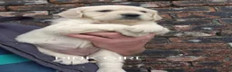 Golden Retriever dogs for sale: KC GOLDEN RETRIEVER PUPS SHOW CHAMPION PEDIGREE  - Advert 20