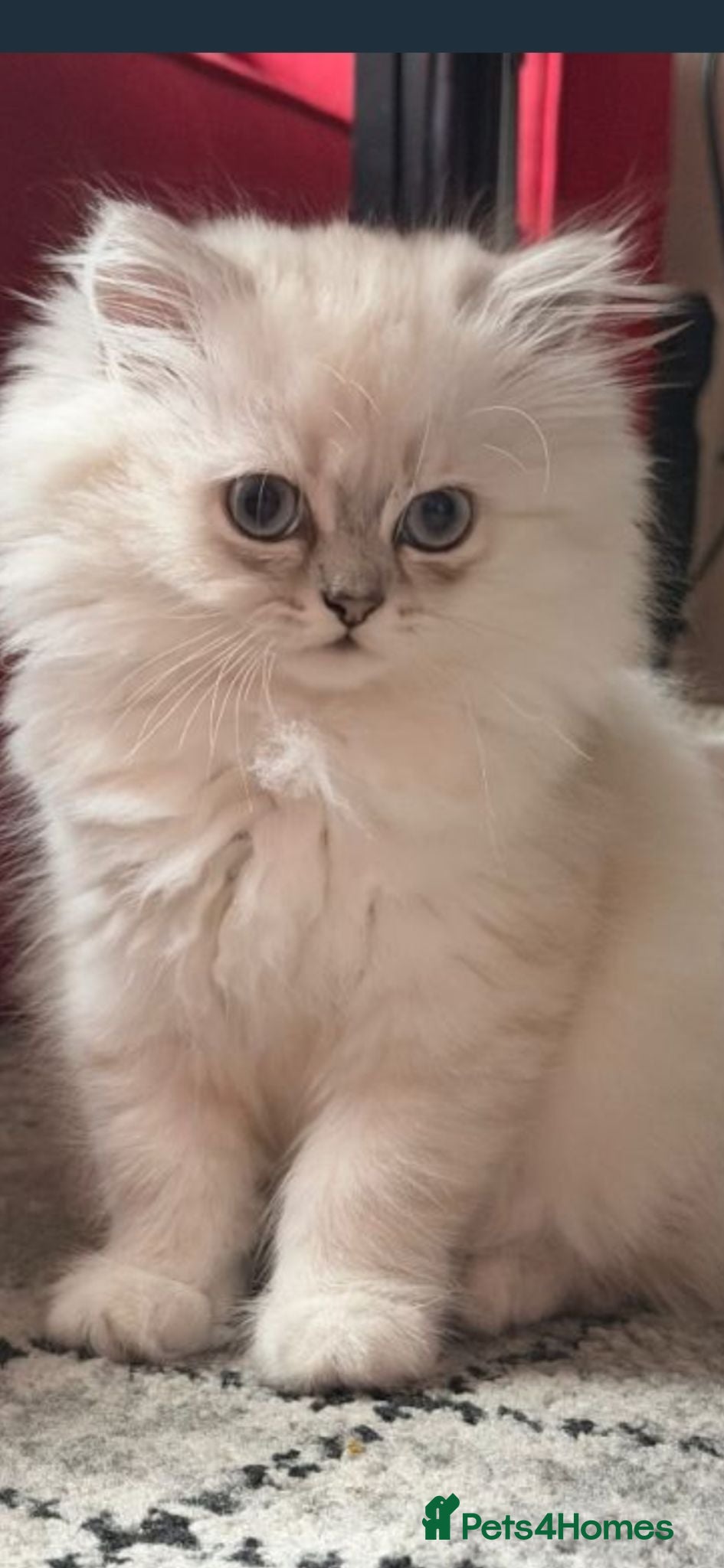Persian cats for sale: Persian chinchilla  - Advert 1