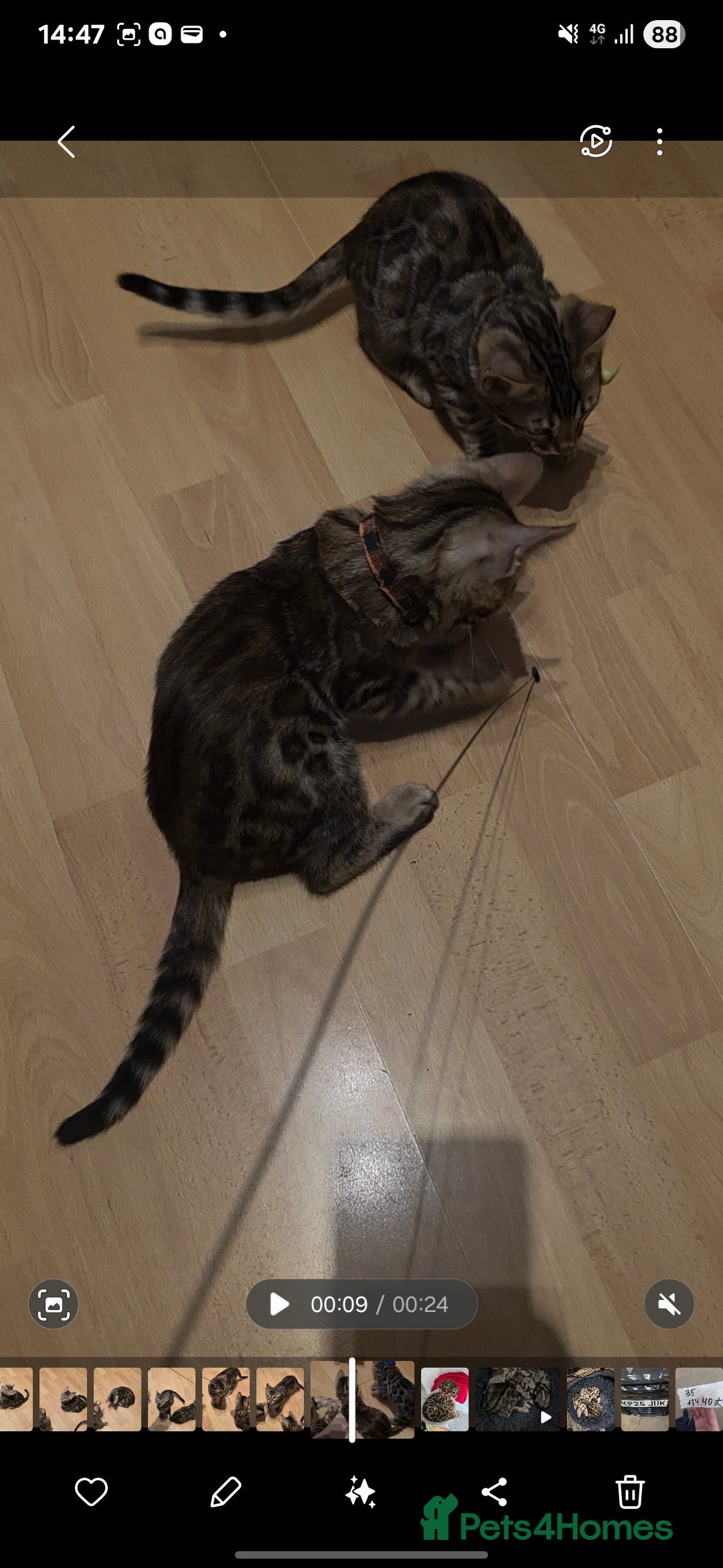 Bengal cats for sale: Stunning bengal kittens - Image 16