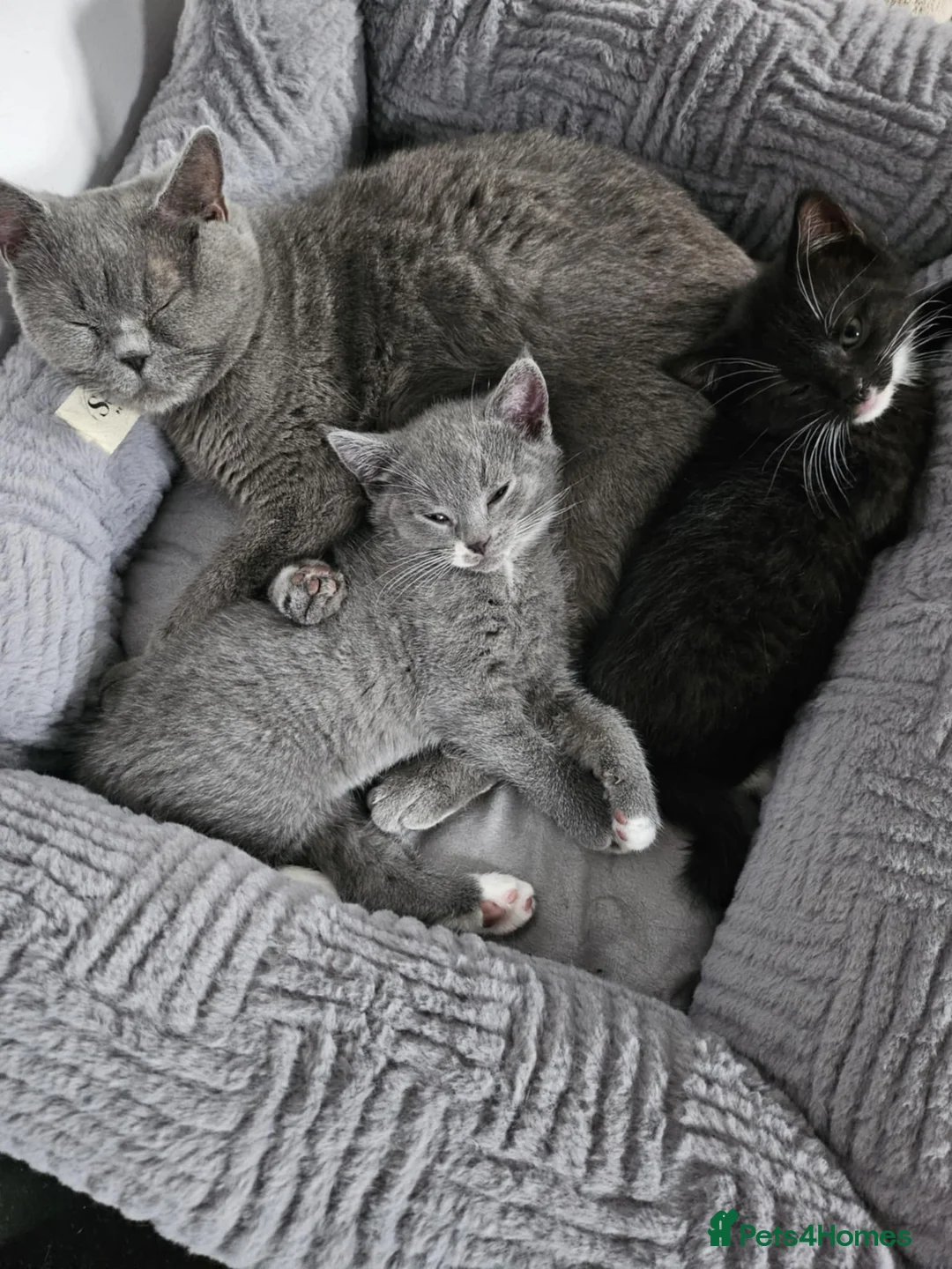 Mixed Breed cats for sale: Two beautiful mixed with British shorthairs  in Basildon - Advert 1