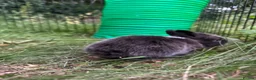 Mixed Breed rabbits for sale: 3 baby rabbits ready for reservation  - Advert 5