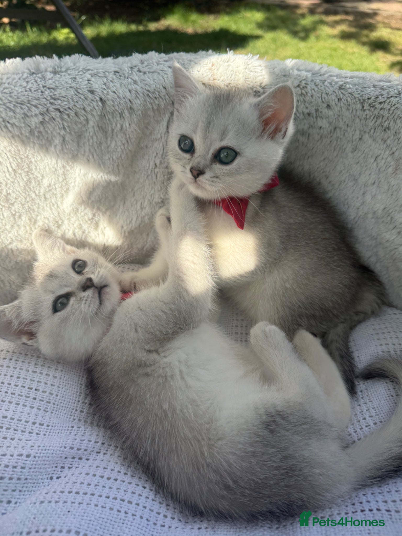 Scottish Fold cats for sale: Scottish Fold - Advert 3