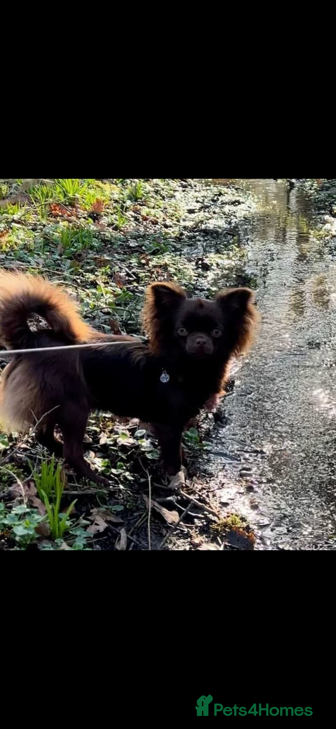 Chihuahua dogs for sale: Chihuahua puppies available on  ** s  - Advert 21