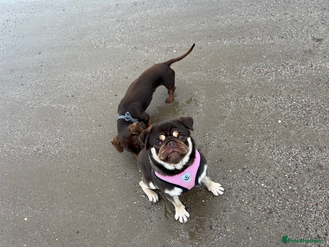 Pug dogs for sale: Kc reg 3 year old chocolate pug  - Advert 6