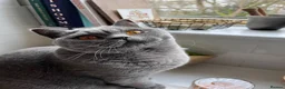 British Shorthair cats for sale: British shorthair boy, 1.6 years - Advert 1