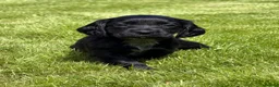 Cocker Spaniel dogs for sale: Black male from Fully Health Tested Parents - Advert 10
