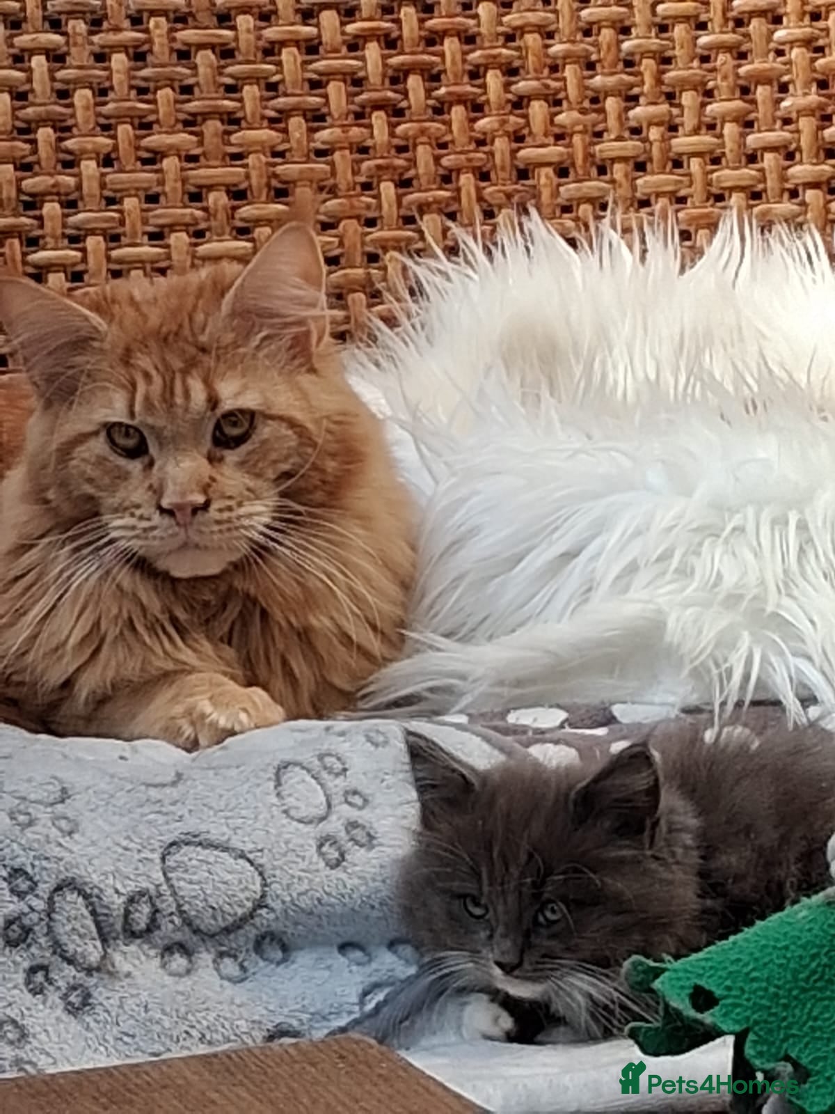 Maine Coon cats Maine Coon xl  - Advert 2
