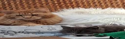 Maine Coon cats for sale: Maine Coon xl  - Advert 1