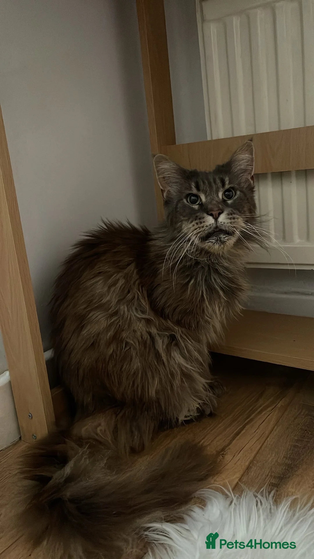 Maine Coon cats for sale: Gorgeous Purebred Maine Coon  - Advert 5