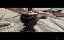 Maine Coon cats for sale: Maine coon cross kittens  - Image 1