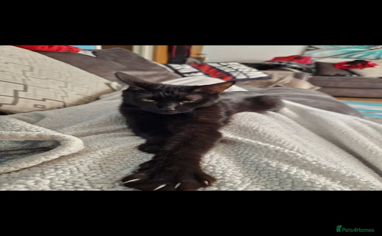 Maine Coon cats - Advert 3