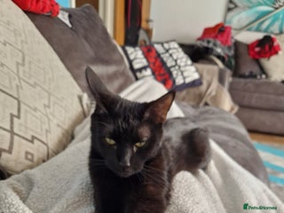 Maine Coon cats Maine coon cross kittens - Advert 12