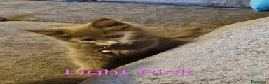 Maine Coon 6