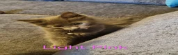 Maine Coon cats for sale: READY NOW... GCCF Main Coon kittens - Advert 5