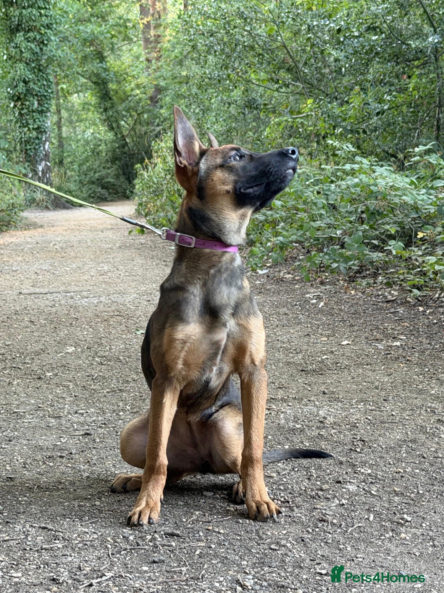Belgian Shepherd Dog dogs Beautiful Female available  - Advert 2