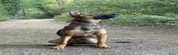 Belgian Shepherd Dog dogs for sale: Beautiful Female available  - Advert 2