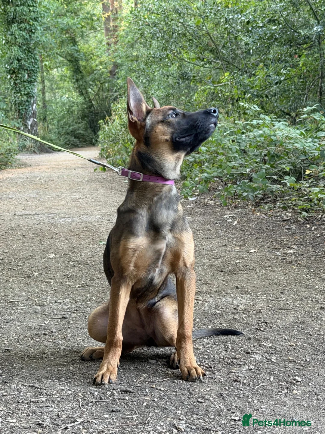 Belgian Shepherd Dog dogs for sale: Beautiful Female available  - Advert 2