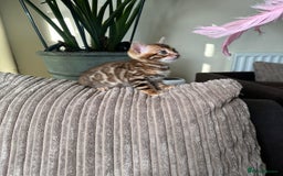 Bengal cats for sale: TICA Bengal kittens for sale . 🐱 - Image 15
